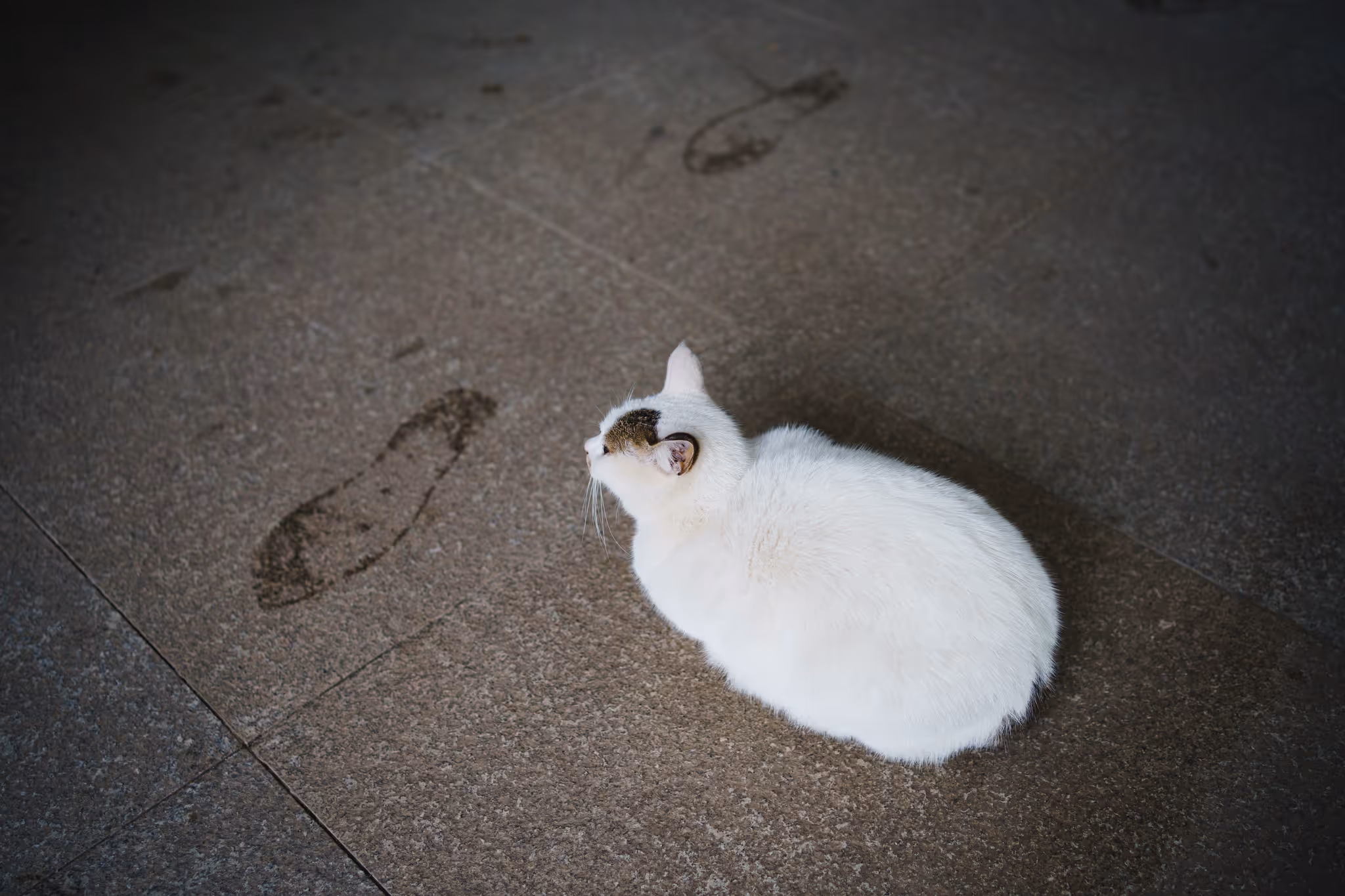 20201128 国3的猫
