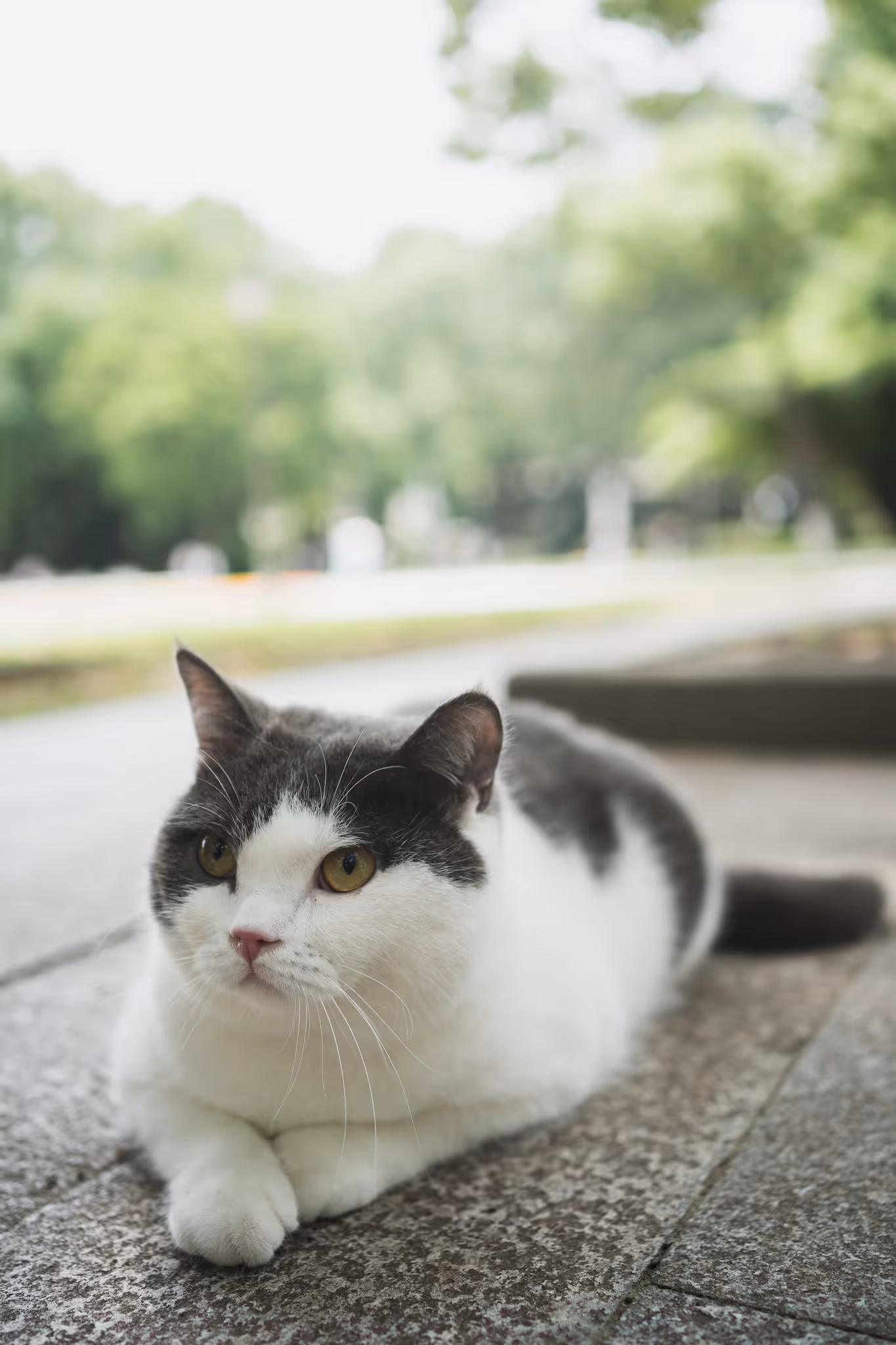 20210517 校园里的猫