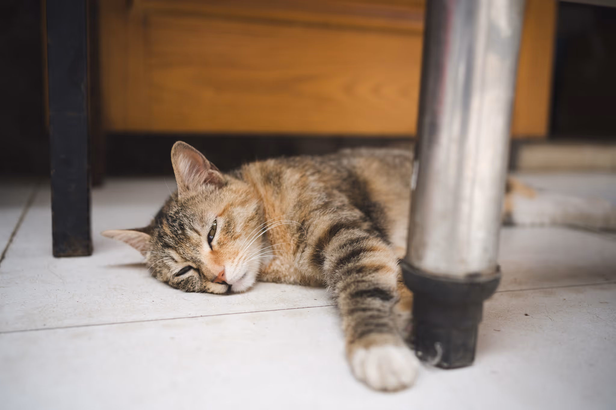 20210602 西区的猫