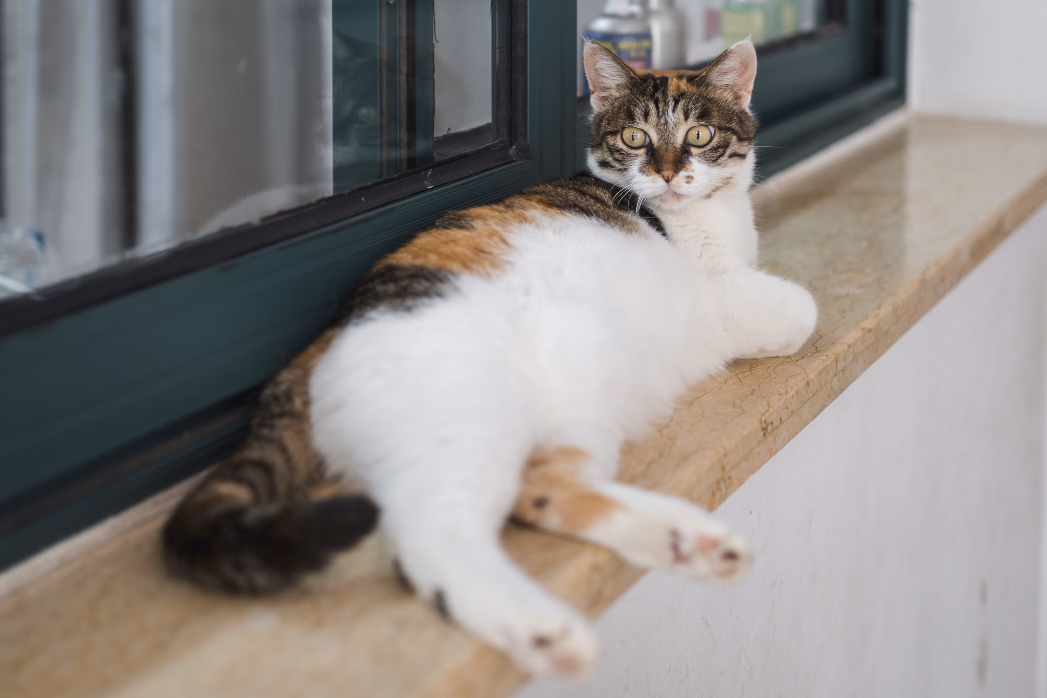 20210604 国3的猫