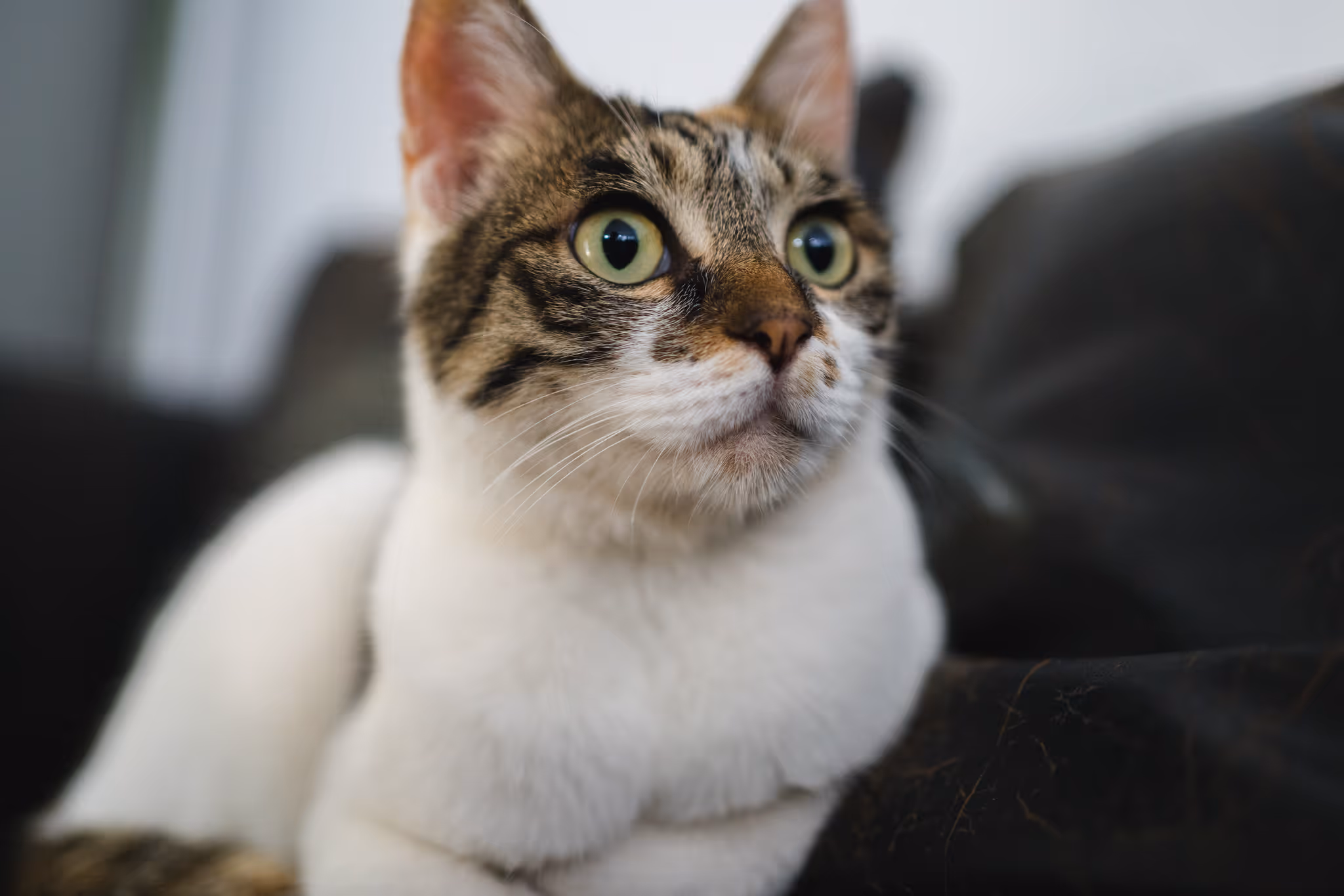 20210614 国3的猫