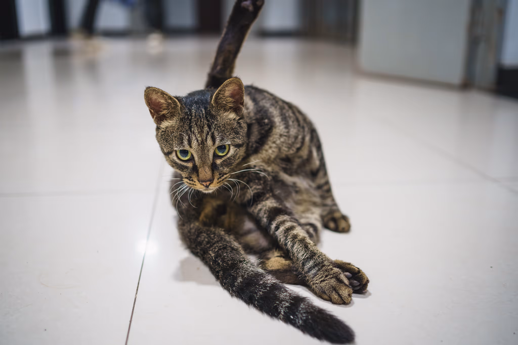 20210719 国3的猫
