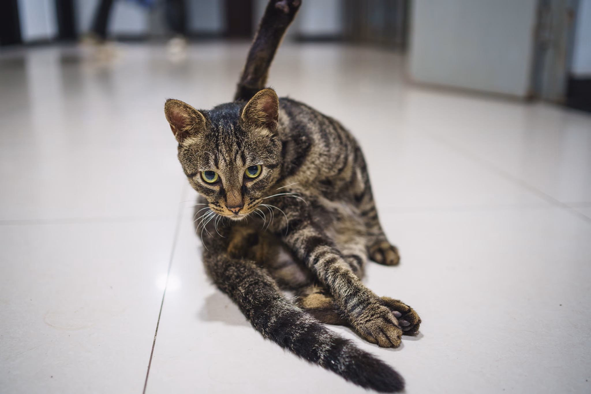 20210719 国3的猫