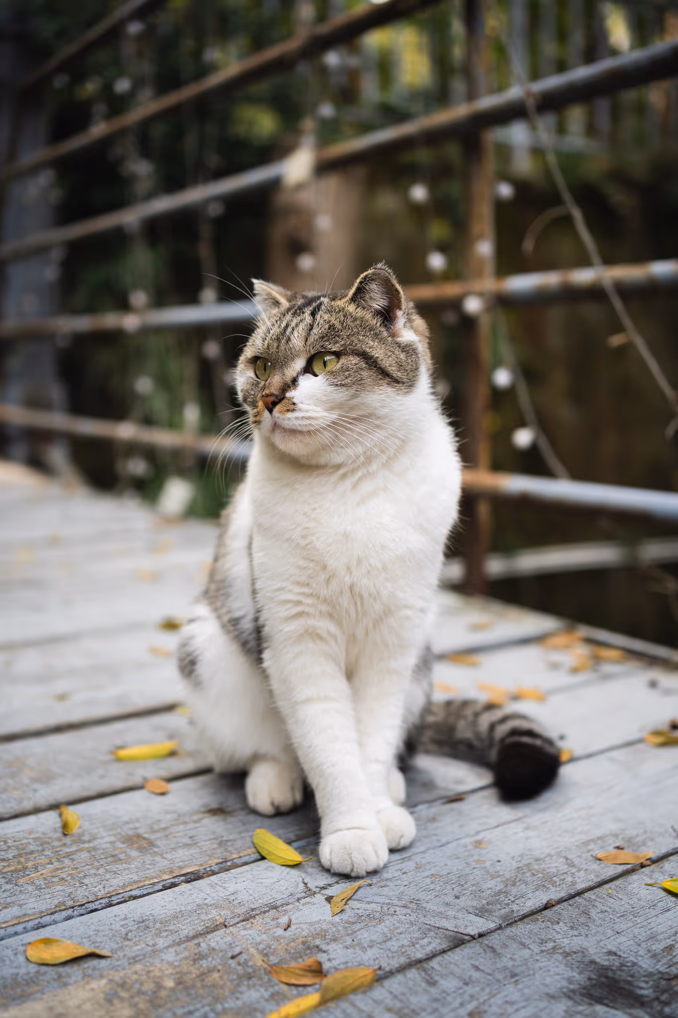 20211030 百草园门口的猫