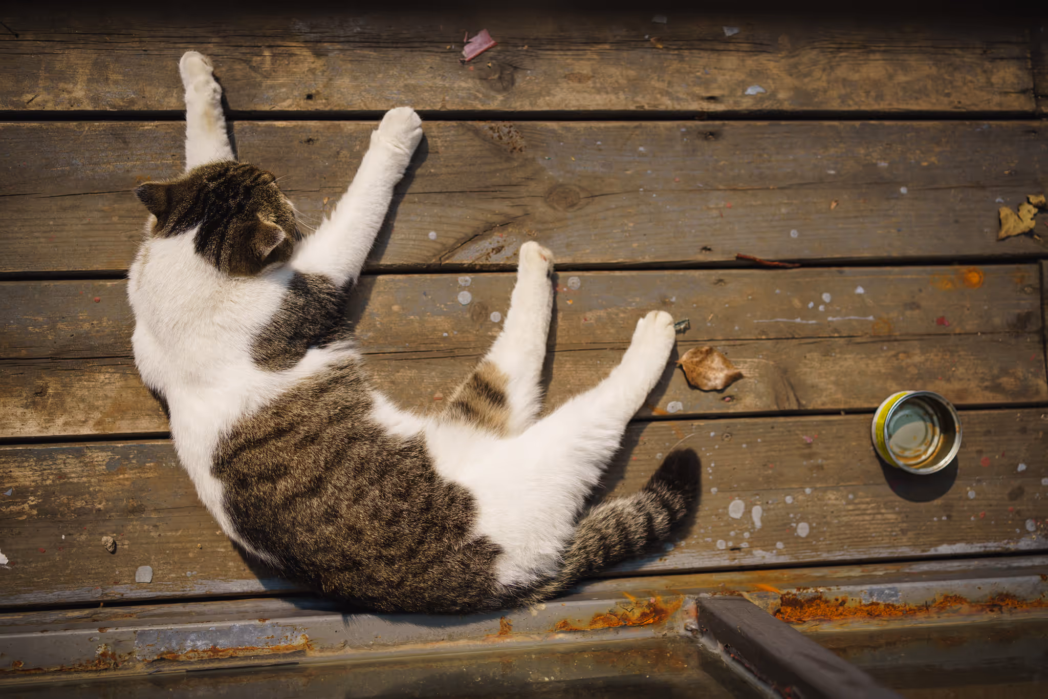 20211030 百草园门口的猫2