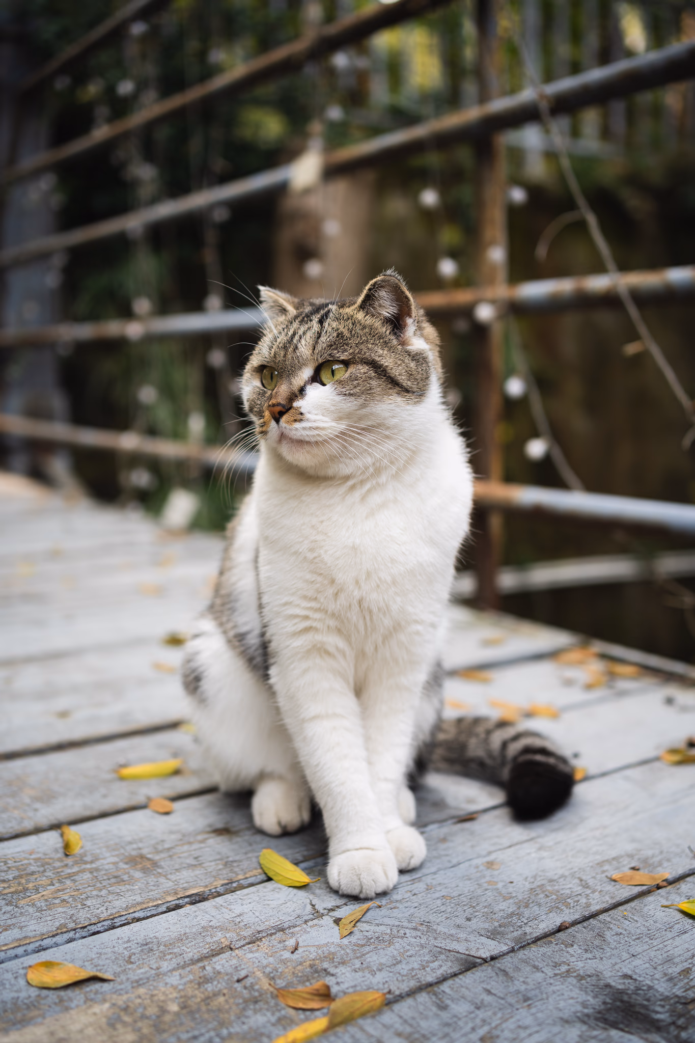 20211030 百草园门口的猫