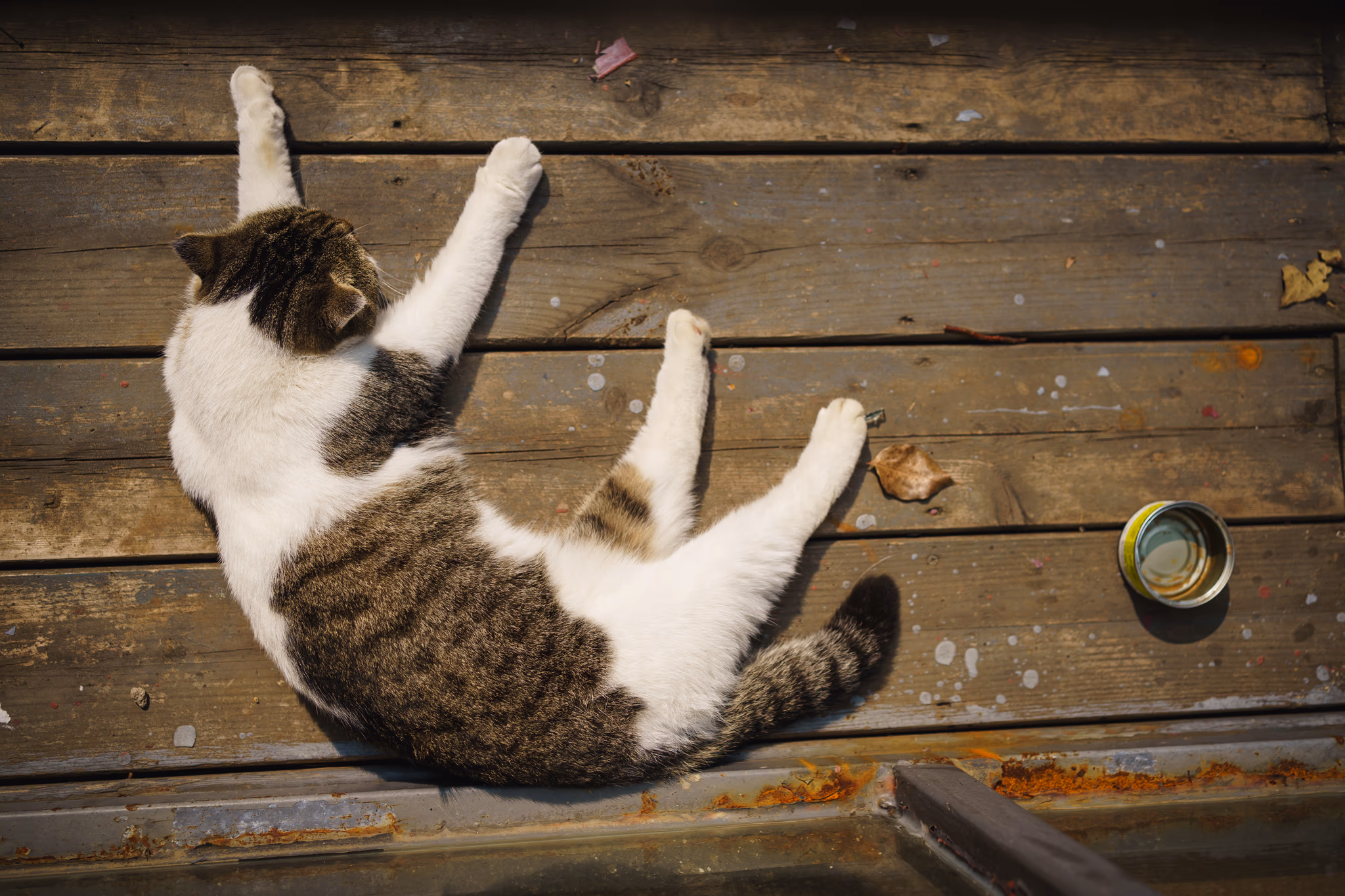 20211030 百草园门口的猫2