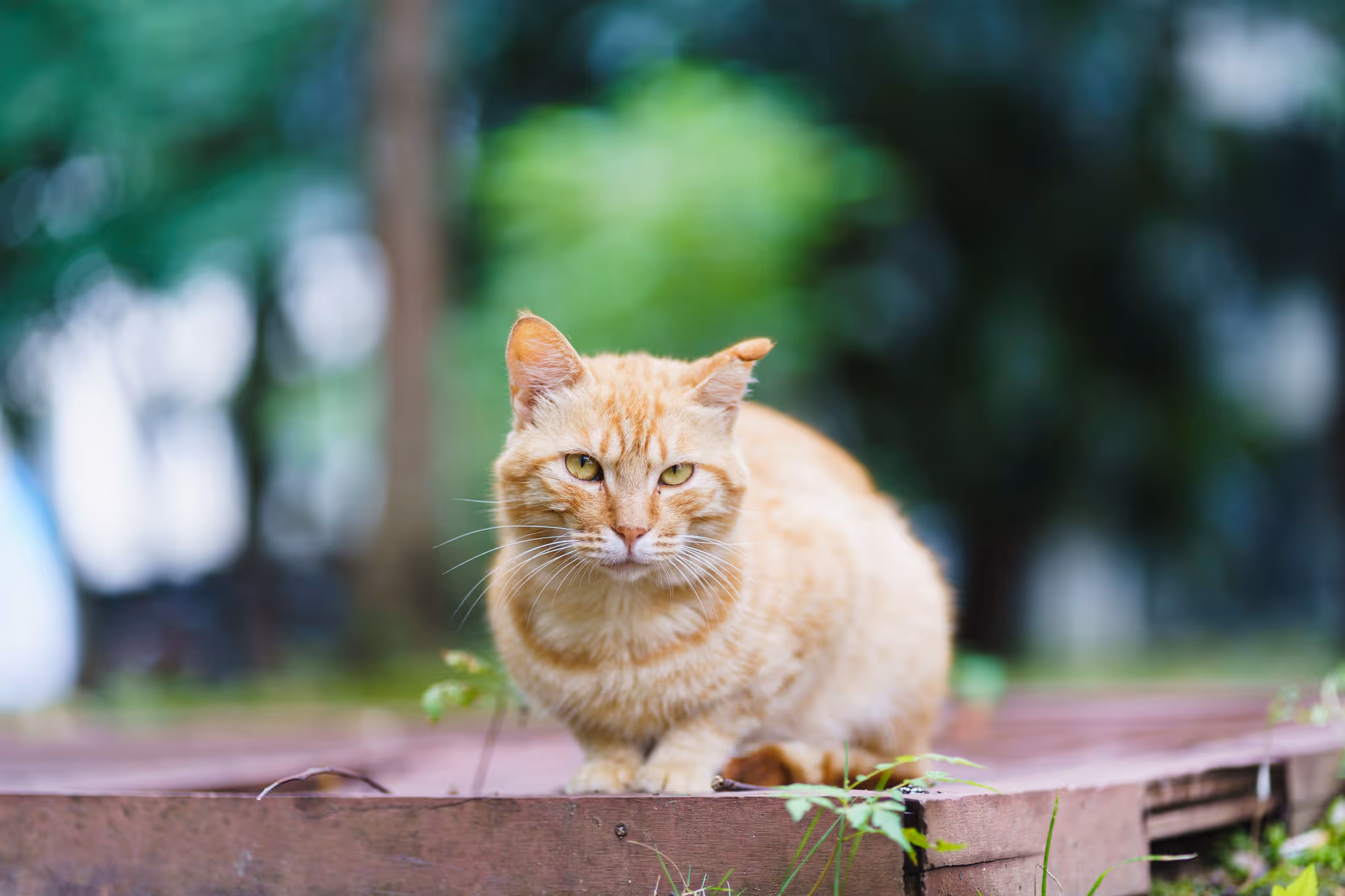 20220619 国3的猫