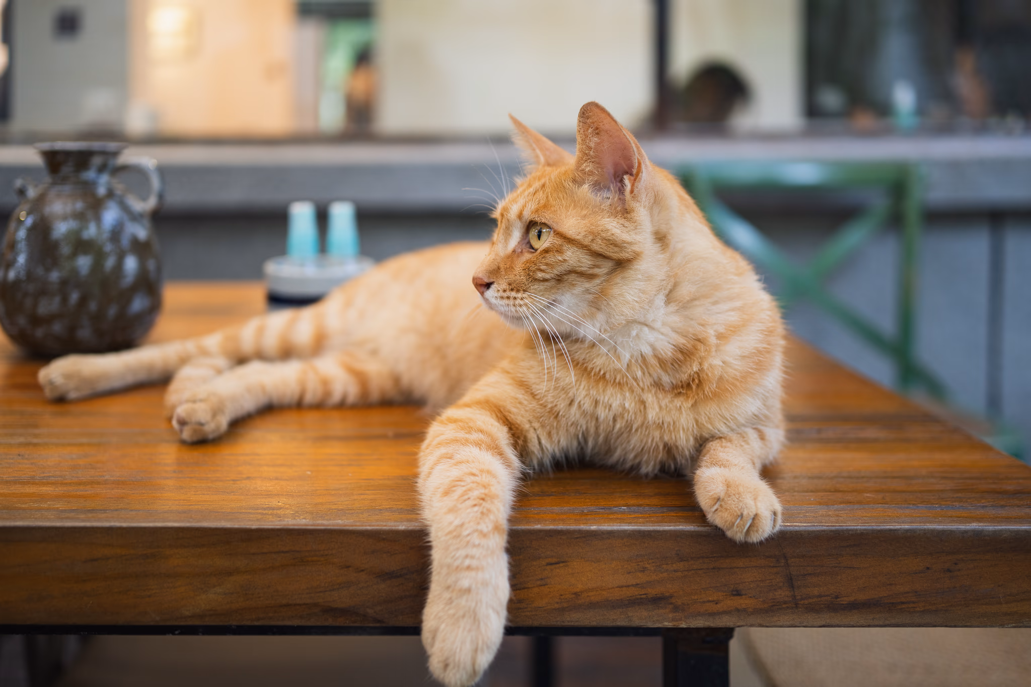 20220703 和物的猫