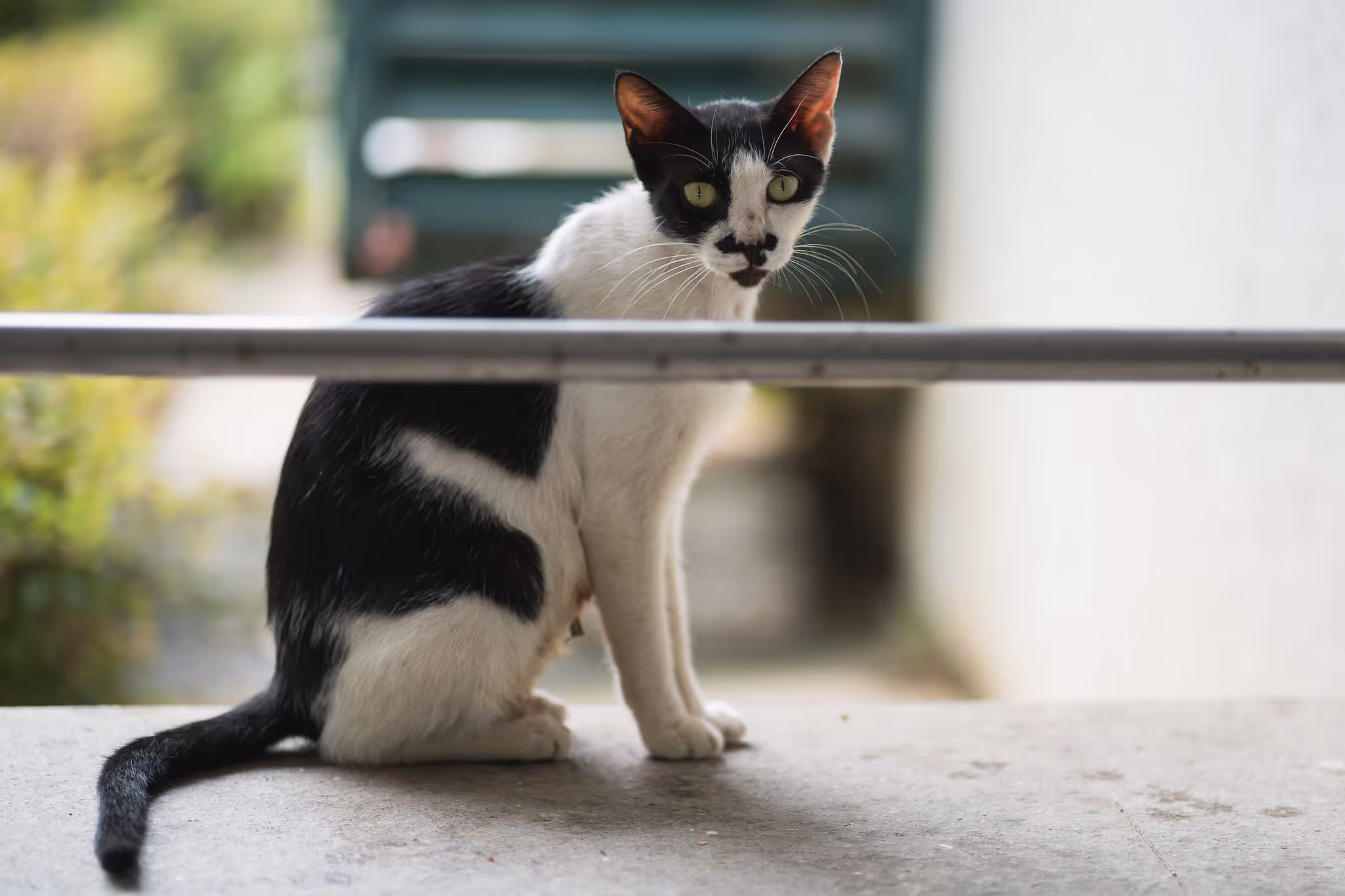 20220824 国3的猫