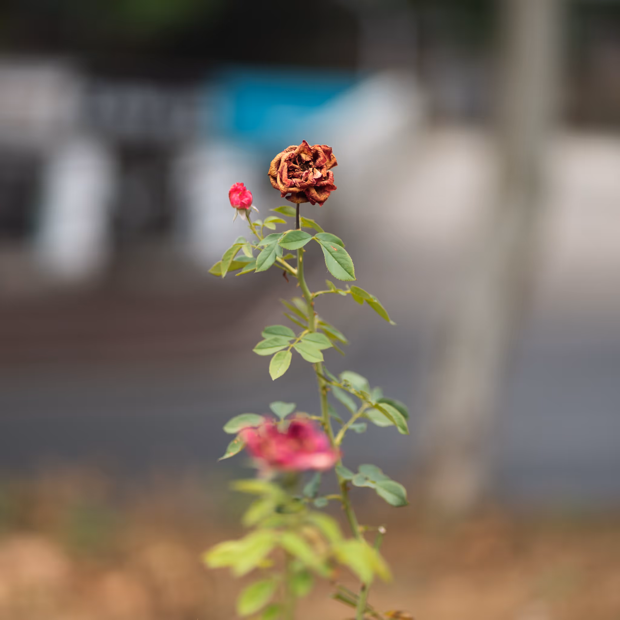 20220824 枯荣