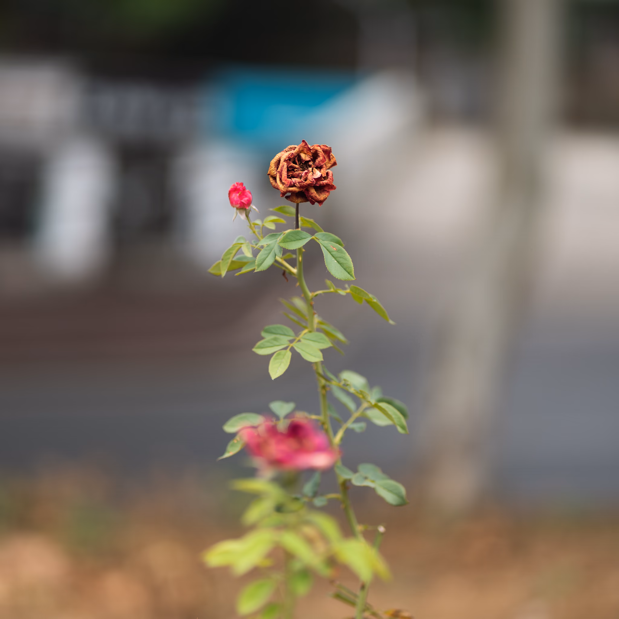20220824 枯荣