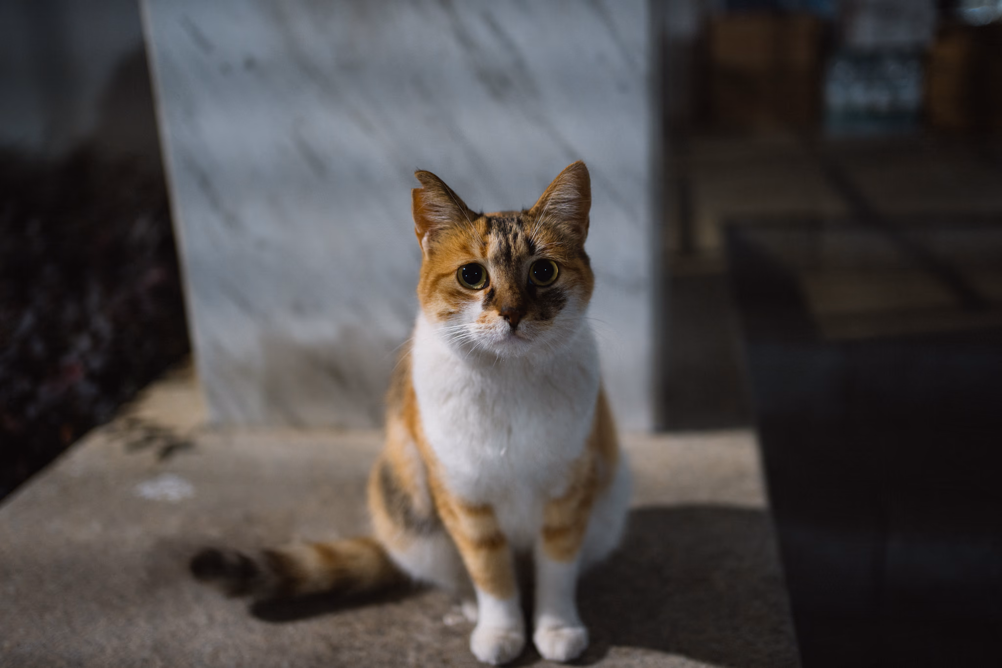 20241112 我是猫