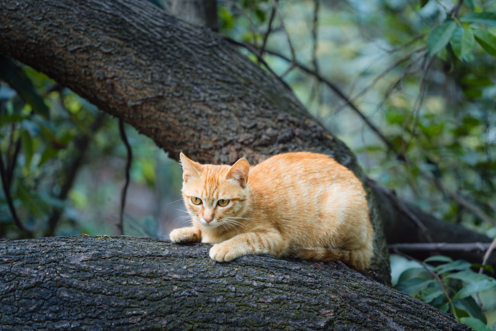 20260430 深圳南山公园的猫