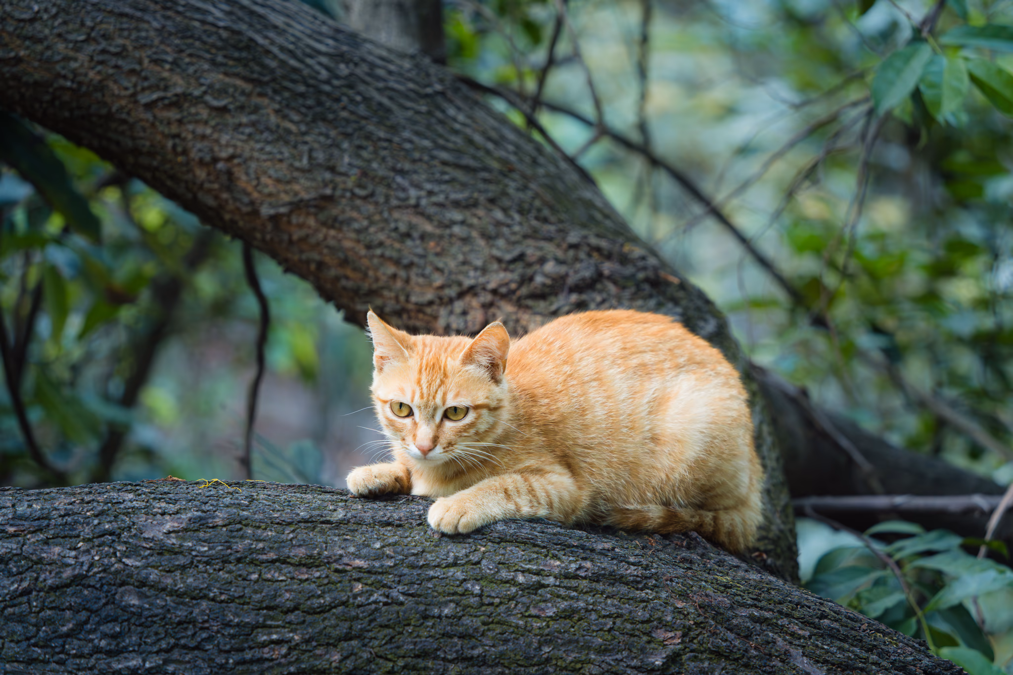 20260430 深圳南山公园的猫