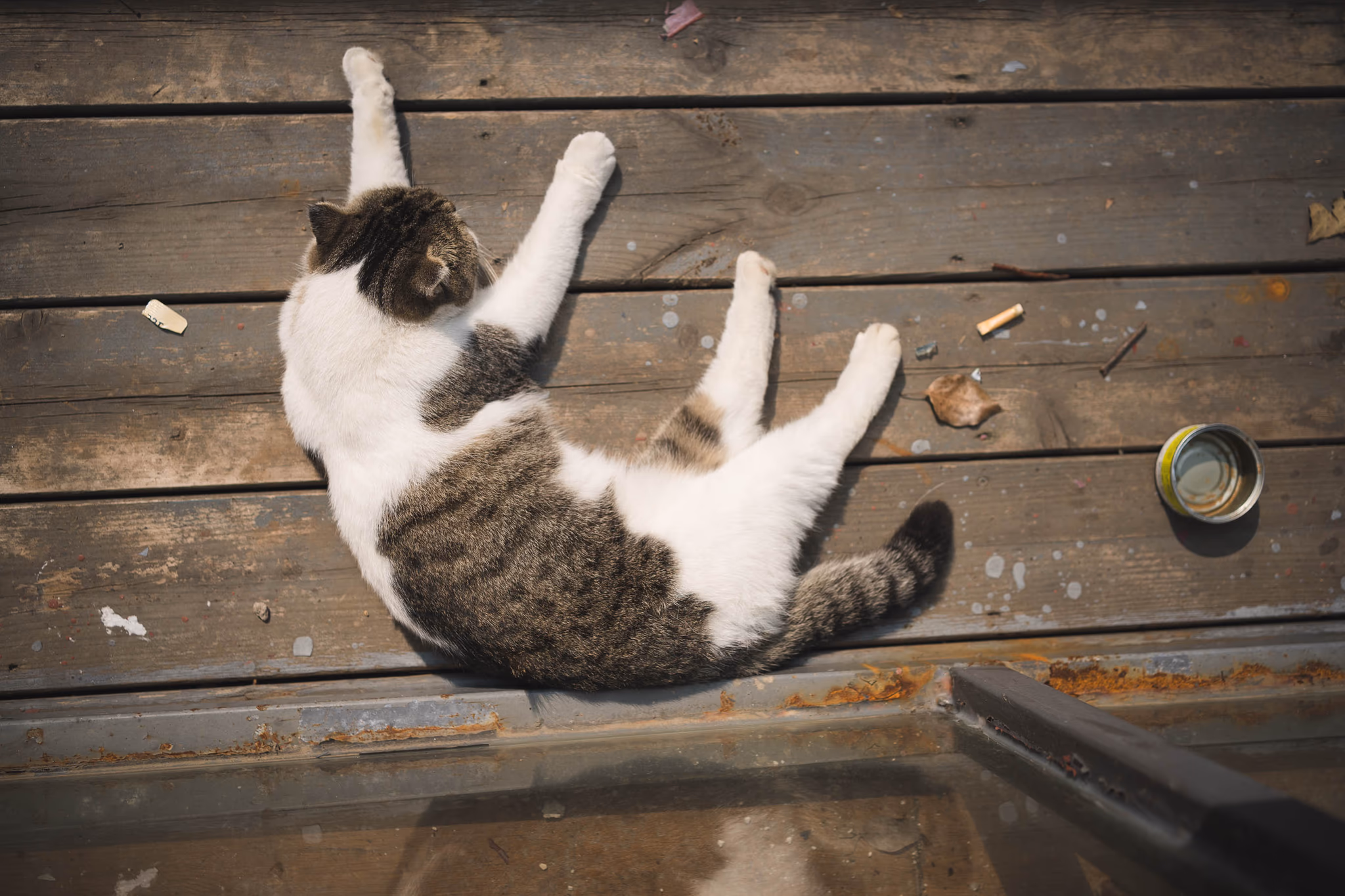 慵懒的猫与新鲜的罐头